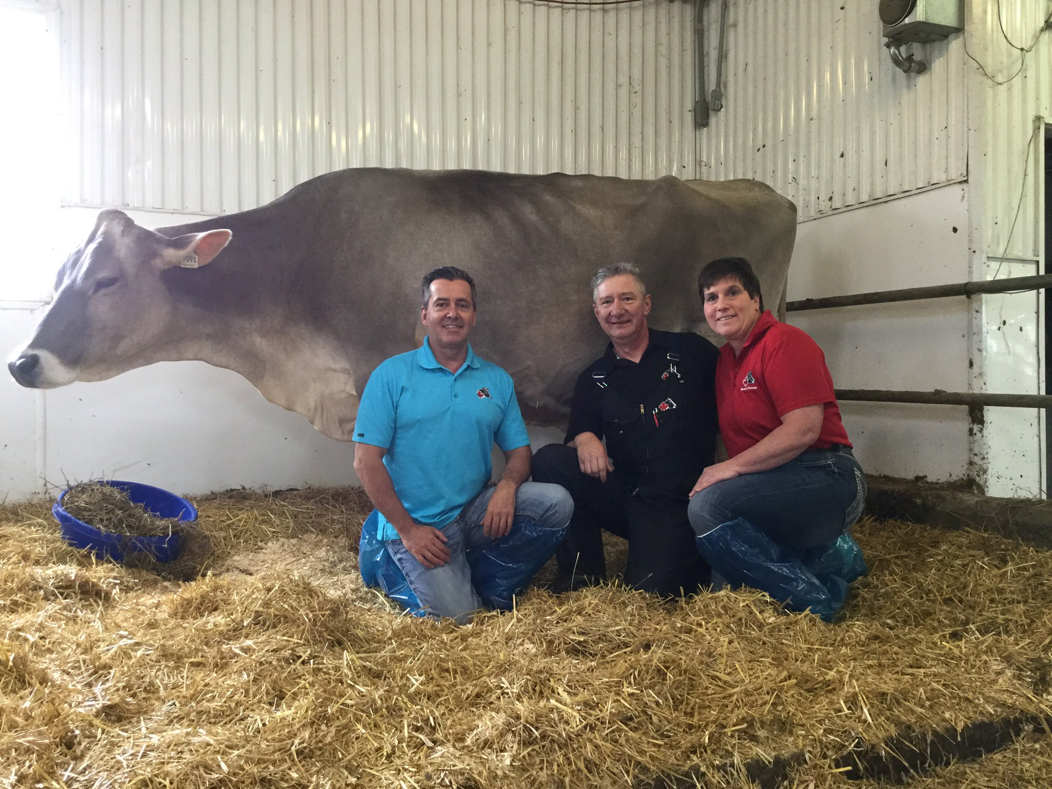 Brown Swiss Calf Girl and Brown Swiss Claf