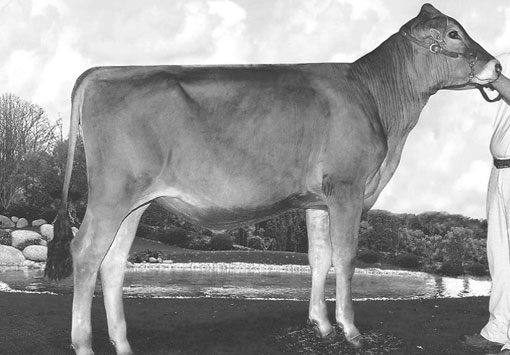 brown swiss herd